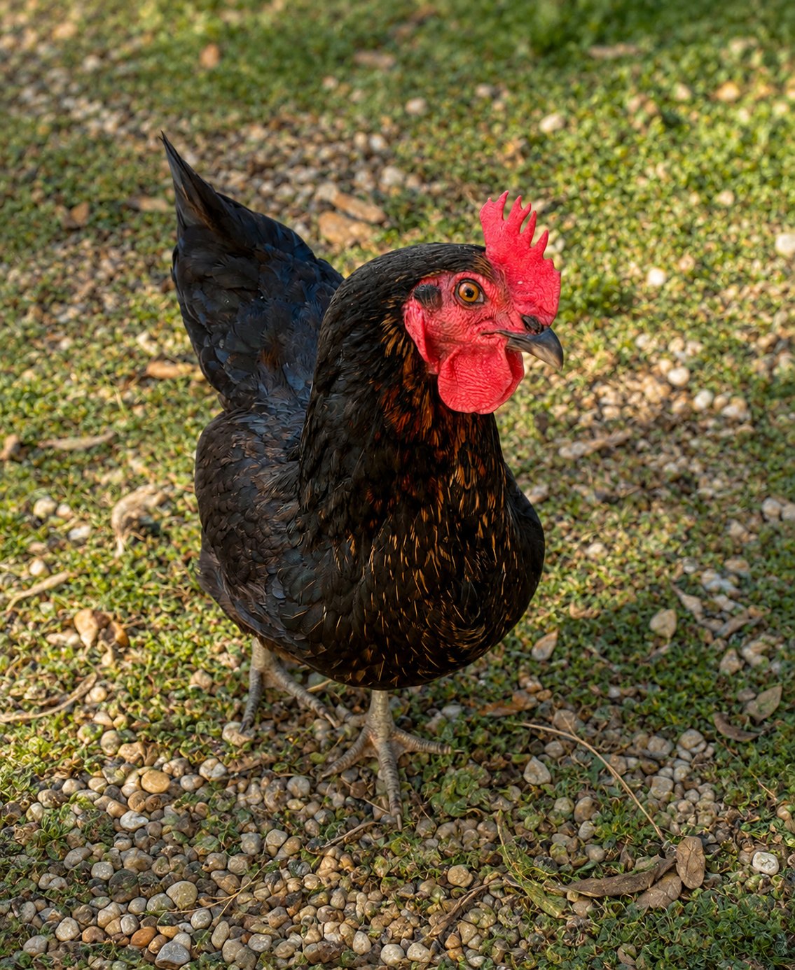 Poule noire